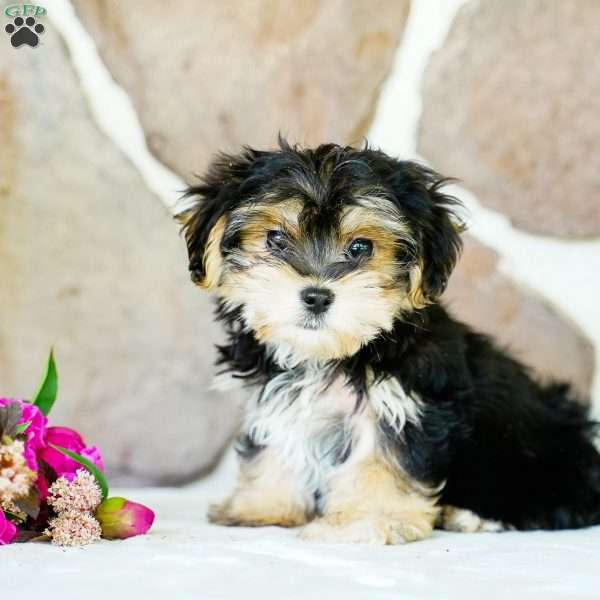 Fritz, Morkie / Yorktese Puppy