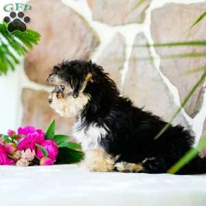 Fritz, Morkie / Yorktese Puppy