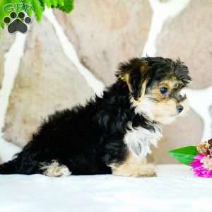 Fritz, Morkie / Yorktese Puppy