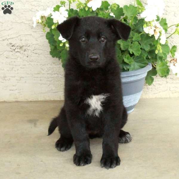 Sabrina, German Shepherd Puppy