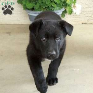Sabrina, German Shepherd Puppy