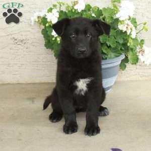 Sabrina, German Shepherd Puppy
