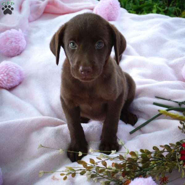 Sabrina, Chocolate Labrador Retriever Puppy