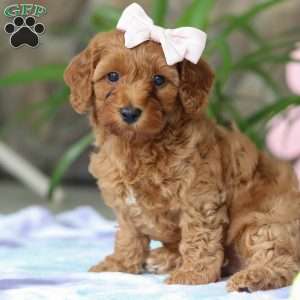 Sadie, Cavapoo Puppy