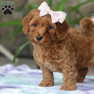 Sadie, Cavapoo Puppy