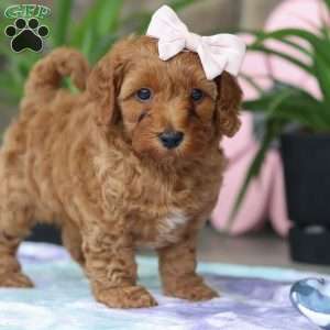Sadie, Cavapoo Puppy