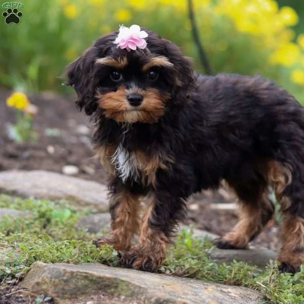 Sadie, Cavapoo Puppy
