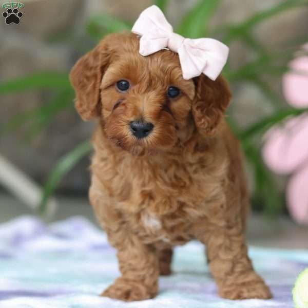 Sadie, Cavapoo Puppy