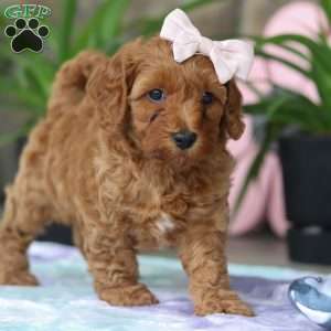 Sadie, Cavapoo Puppy