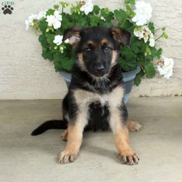 Sadie, German Shepherd Puppy