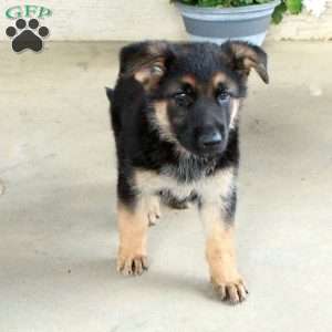 Sadie, German Shepherd Puppy
