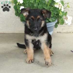Sadie, German Shepherd Puppy