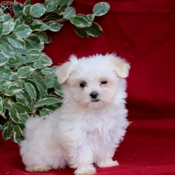 Sadie, Maltese Puppy