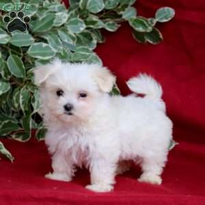 Sadie, Maltese Puppy