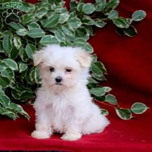 Sadie, Maltese Puppy