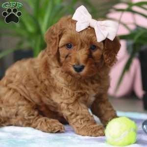 Sadie, Cavapoo Puppy