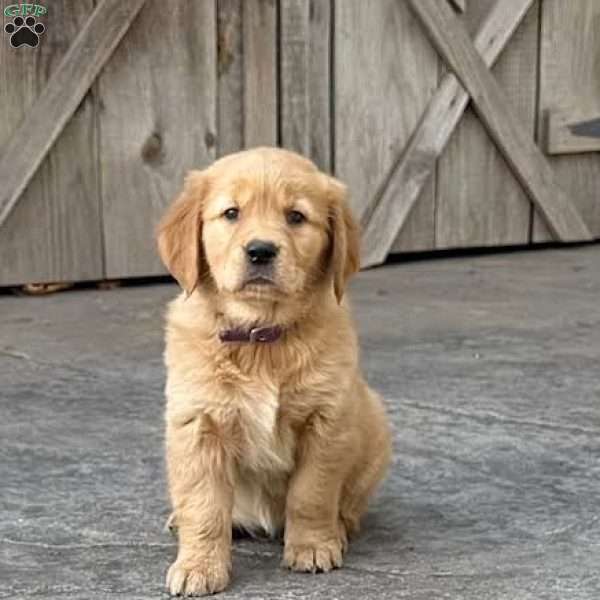 Sadie, Golden Retriever Puppy