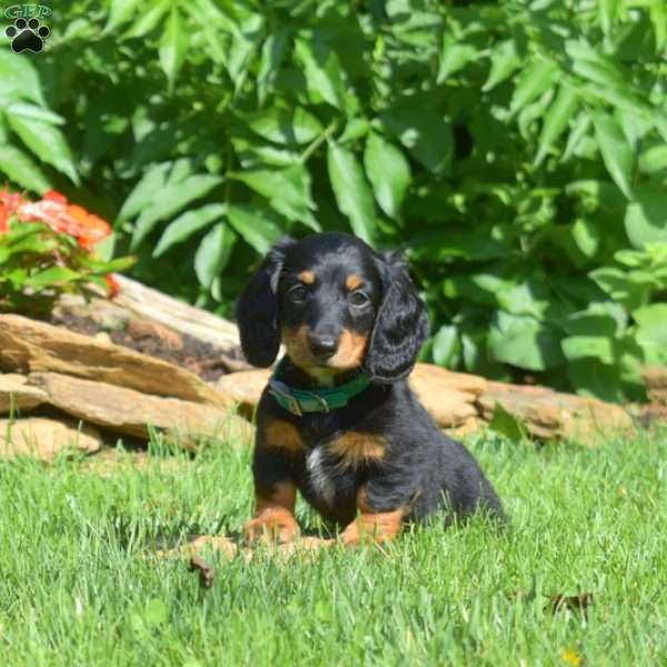 Sage – Mini, Dachshund Puppy