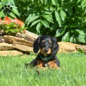 Sage – Mini, Dachshund Puppy