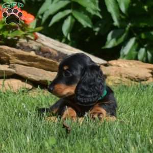 Sage – Mini, Dachshund Puppy