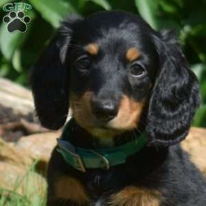 Sage – Mini, Dachshund Puppy