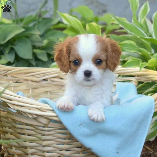 Sailor, Cavalier King Charles Spaniel Puppy