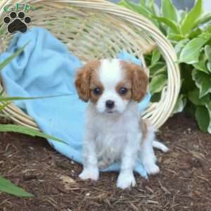 Sailor, Cavalier King Charles Spaniel Puppy