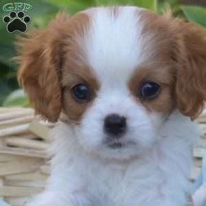 Sailor, Cavalier King Charles Spaniel Puppy