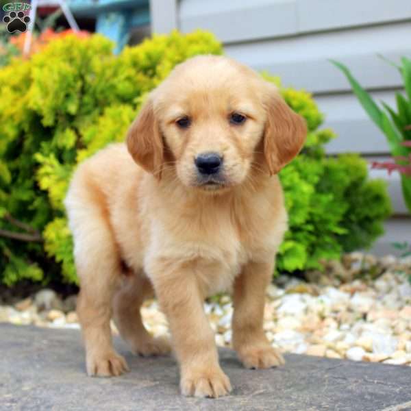Salim, Golden Retriever Puppy