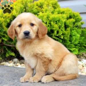 Salim, Golden Retriever Puppy