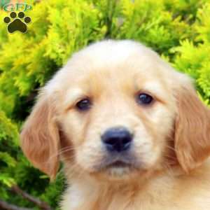 Salim, Golden Retriever Puppy