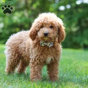 Sally, Cockapoo Puppy