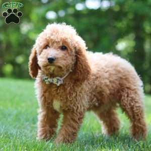 Sally, Cockapoo Puppy