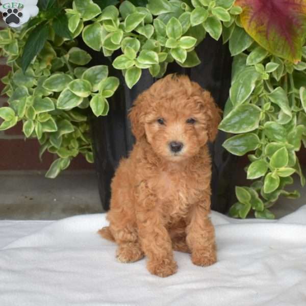 Sally, Toy Poodle Puppy