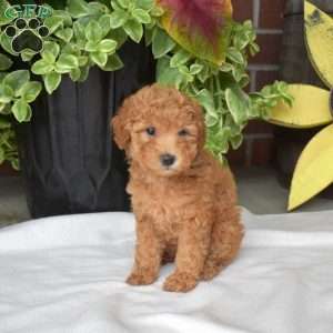 Sally, Toy Poodle Puppy