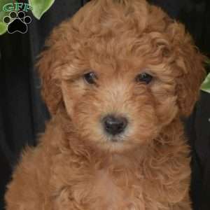 Sally, Toy Poodle Puppy