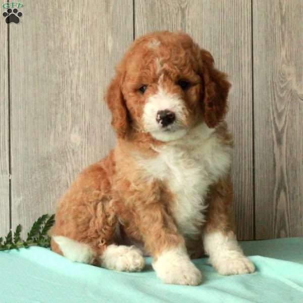 Sam, Borderdoodle Puppy