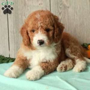 Sam, Borderdoodle Puppy