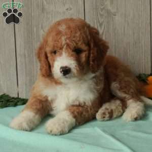 Sam, Borderdoodle Puppy