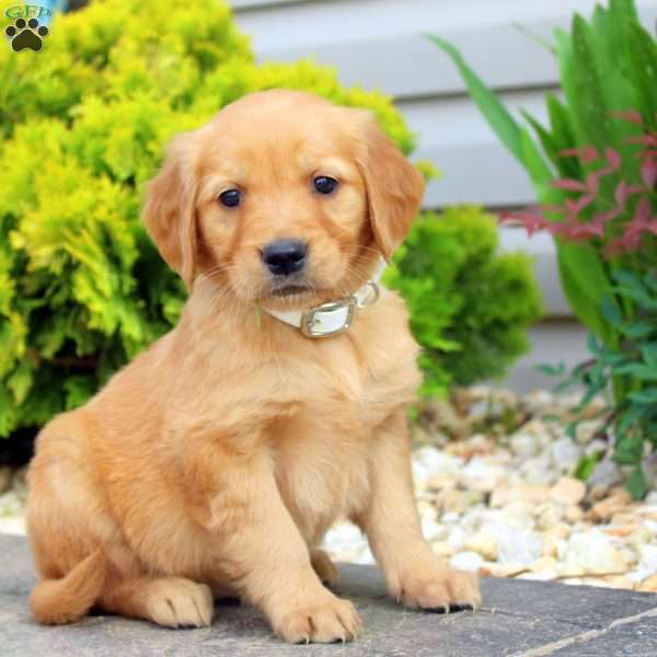 Samara, Golden Retriever Puppy