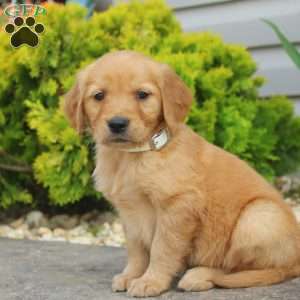 Samara, Golden Retriever Puppy