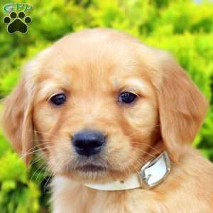 Samara, Golden Retriever Puppy