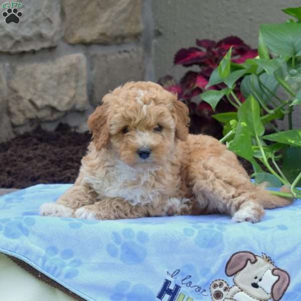 Sammy, Mini Goldendoodle Puppy