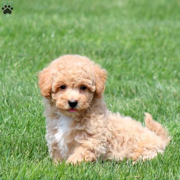 Sammy, Bich-Poo Puppy