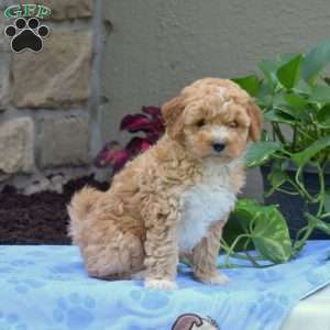 Sammy, Mini Goldendoodle Puppy