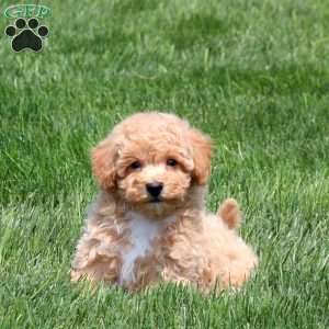 Sammy, Bich-Poo Puppy