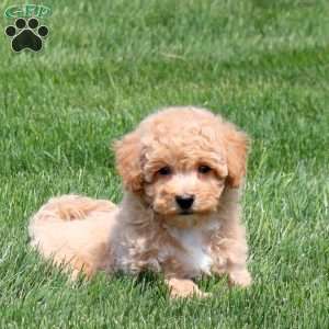 Sammy, Bich-Poo Puppy