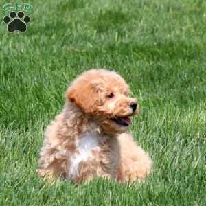 Sammy, Bich-Poo Puppy