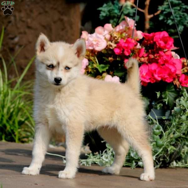 Sammy, Pomsky Puppy