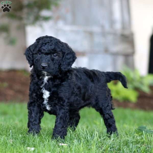 Sammy, Miniature Poodle Mix Puppy
